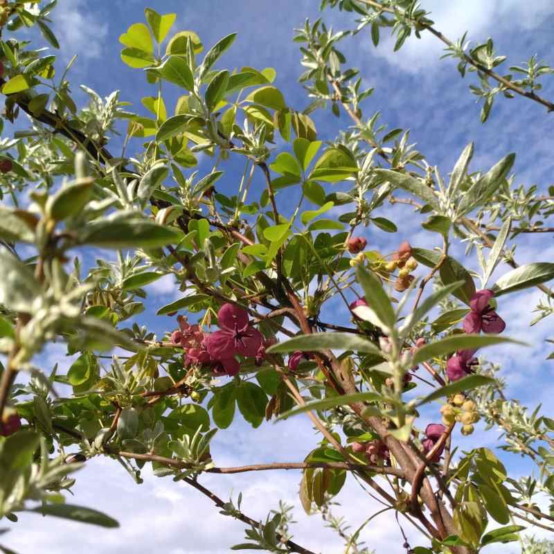 Akebia quinata BIO