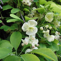 Akebia quinata 'Shirobana' BIO