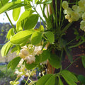 Akebia quinata 'Shirobana' BIO