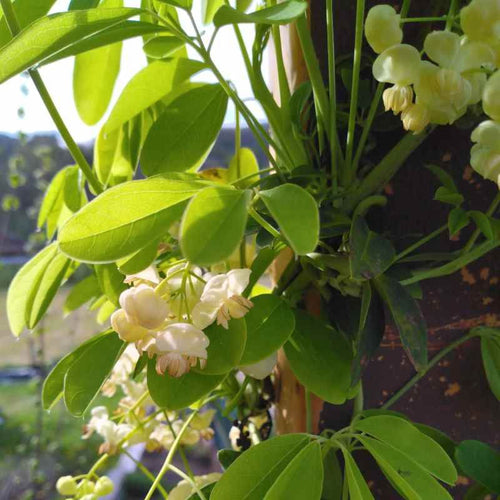 Akebia quinata 'Shirobana' BIO