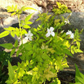 Jasminum officinale 'Aureum' BIO