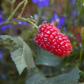 Mûre framboise 'Tayberry' BIO