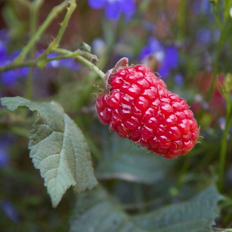 Mûre framboise 'Tayberry' BIO