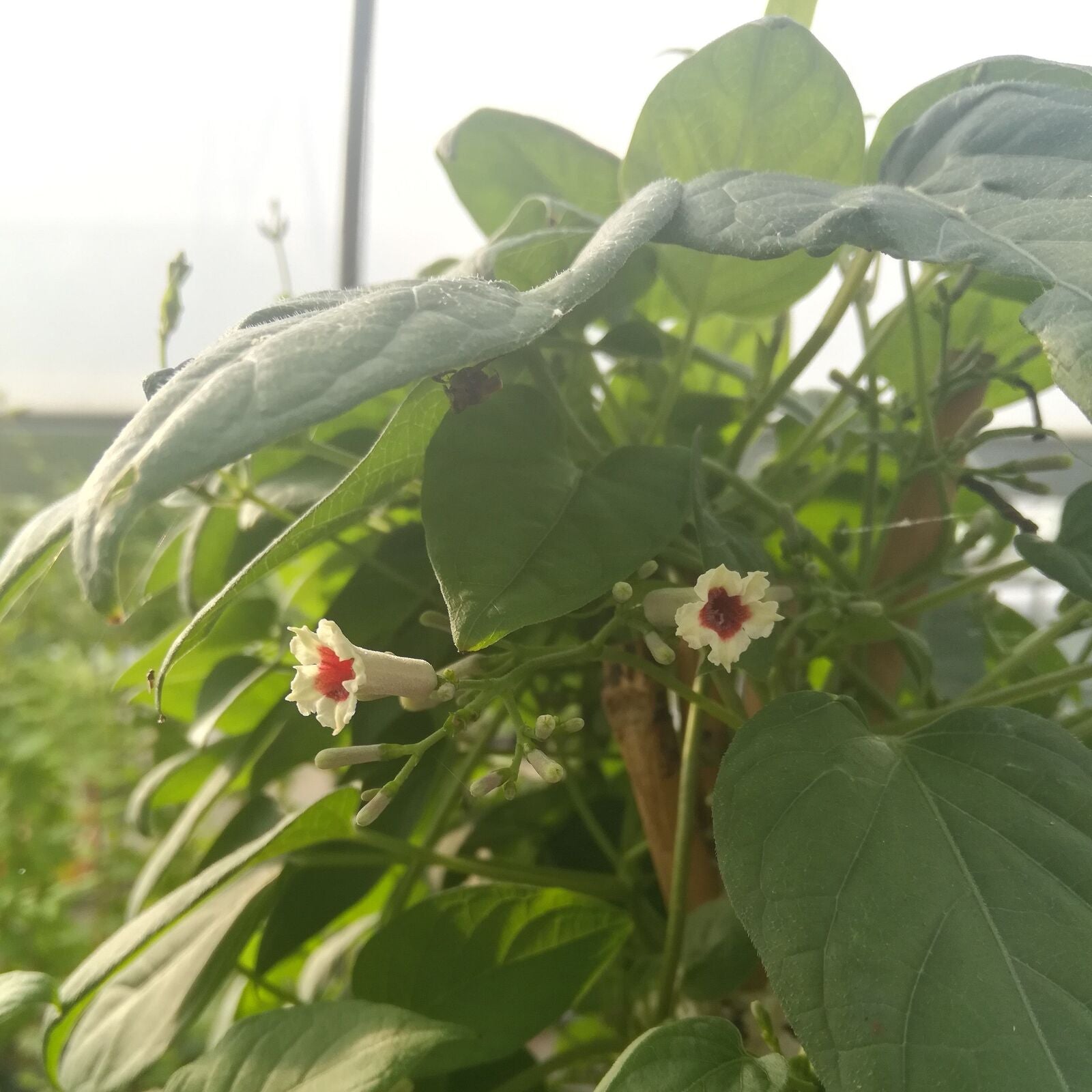 Paederia scandens