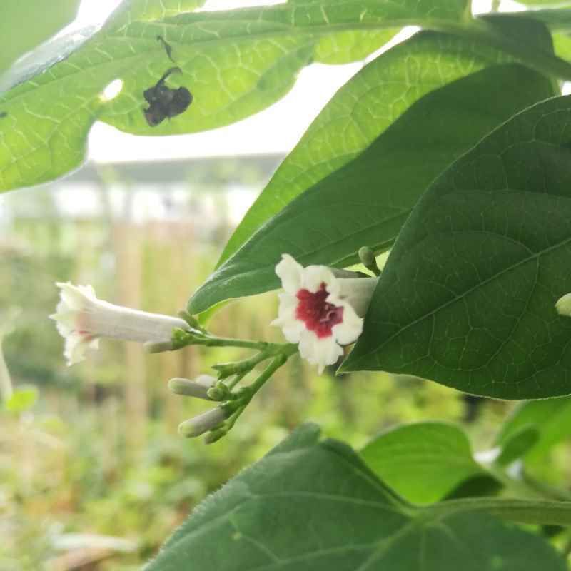 Paederia scandens