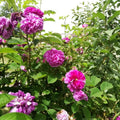 Rosa russeliana BIO