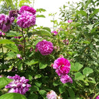 Rosa russeliana BIO