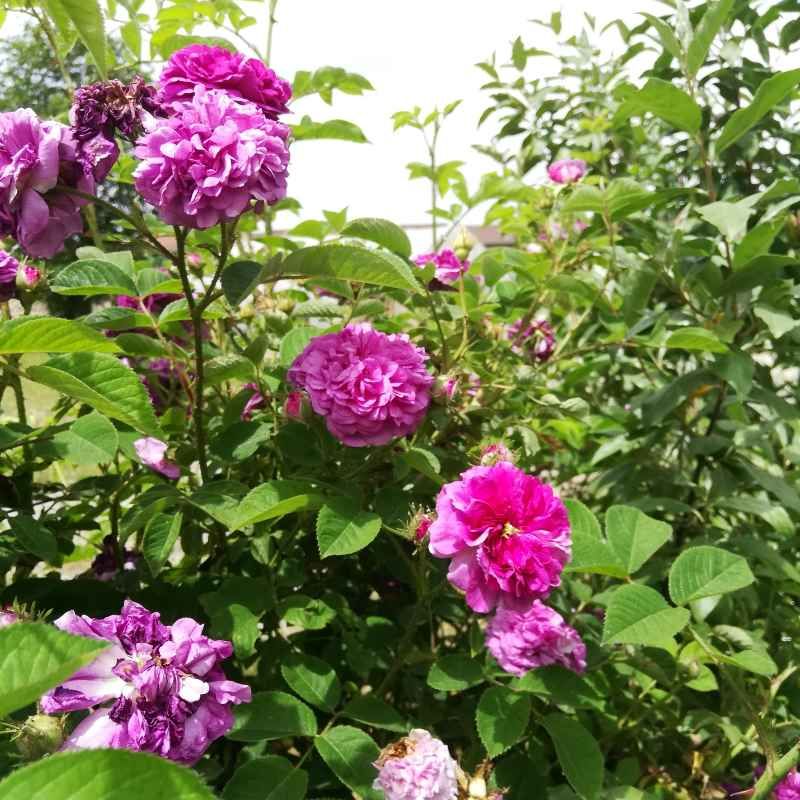Rosa russeliana BIO