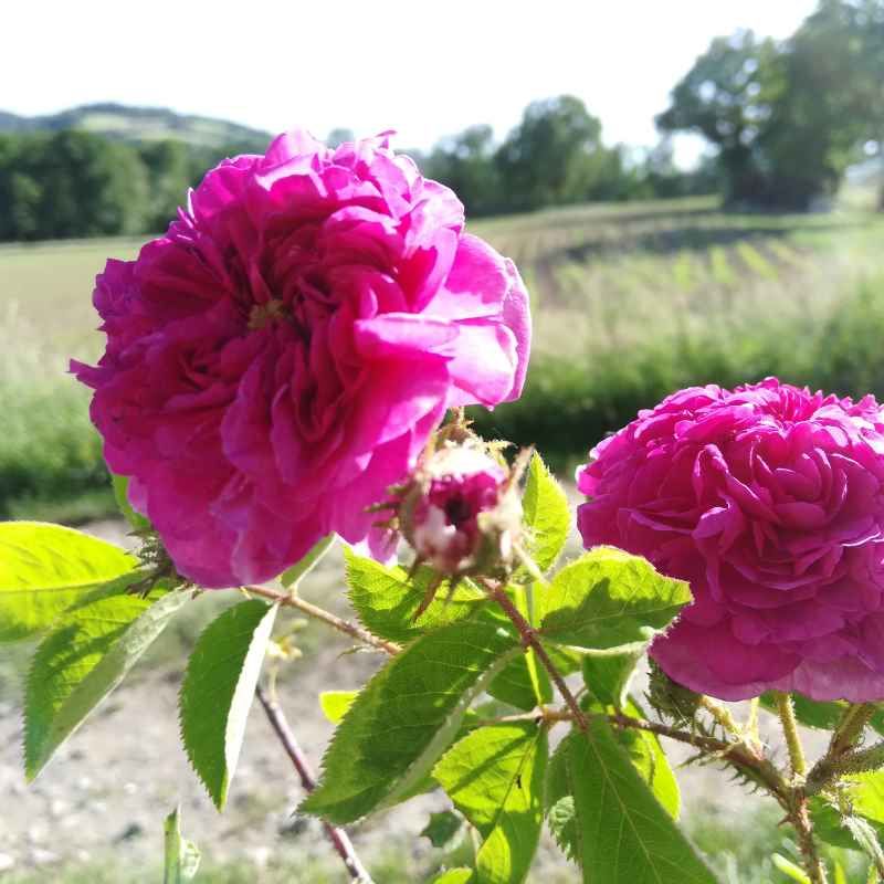 Rosa russeliana BIO