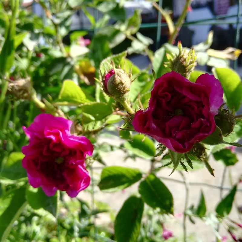 Rosa russeliana BIO