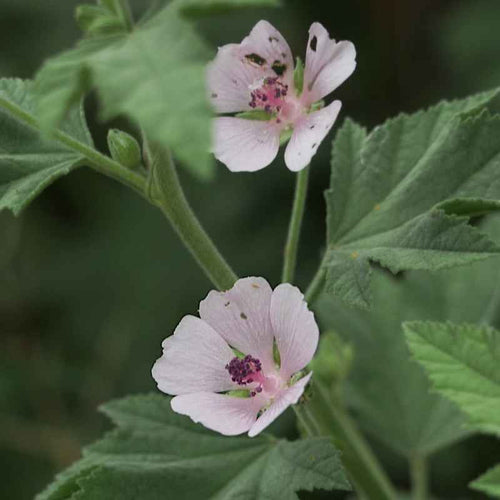 Althea officinale BIO - Guimauve