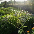 Parthenium integrifolium - Quinine sauvage BIO
