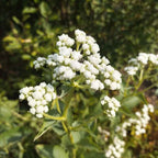 Parthenium integrifolium - Quinine sauvage BIO