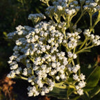 Parthenium integrifolium - Quinine sauvage BIO