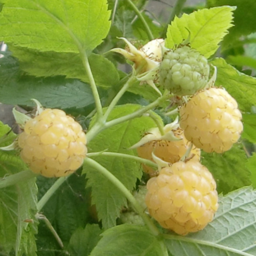 Framboisier remontant 'Surprise d'Automne' BIO