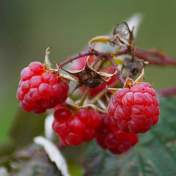 Framboisier 'Augustred' BIO