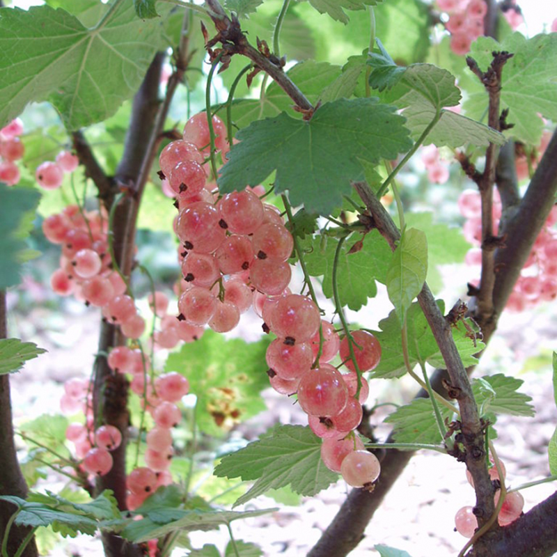 Groseillier à grappes 'Rose de Champagne' BIO