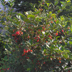 Elaeagnus multiflora - Goumi BIO