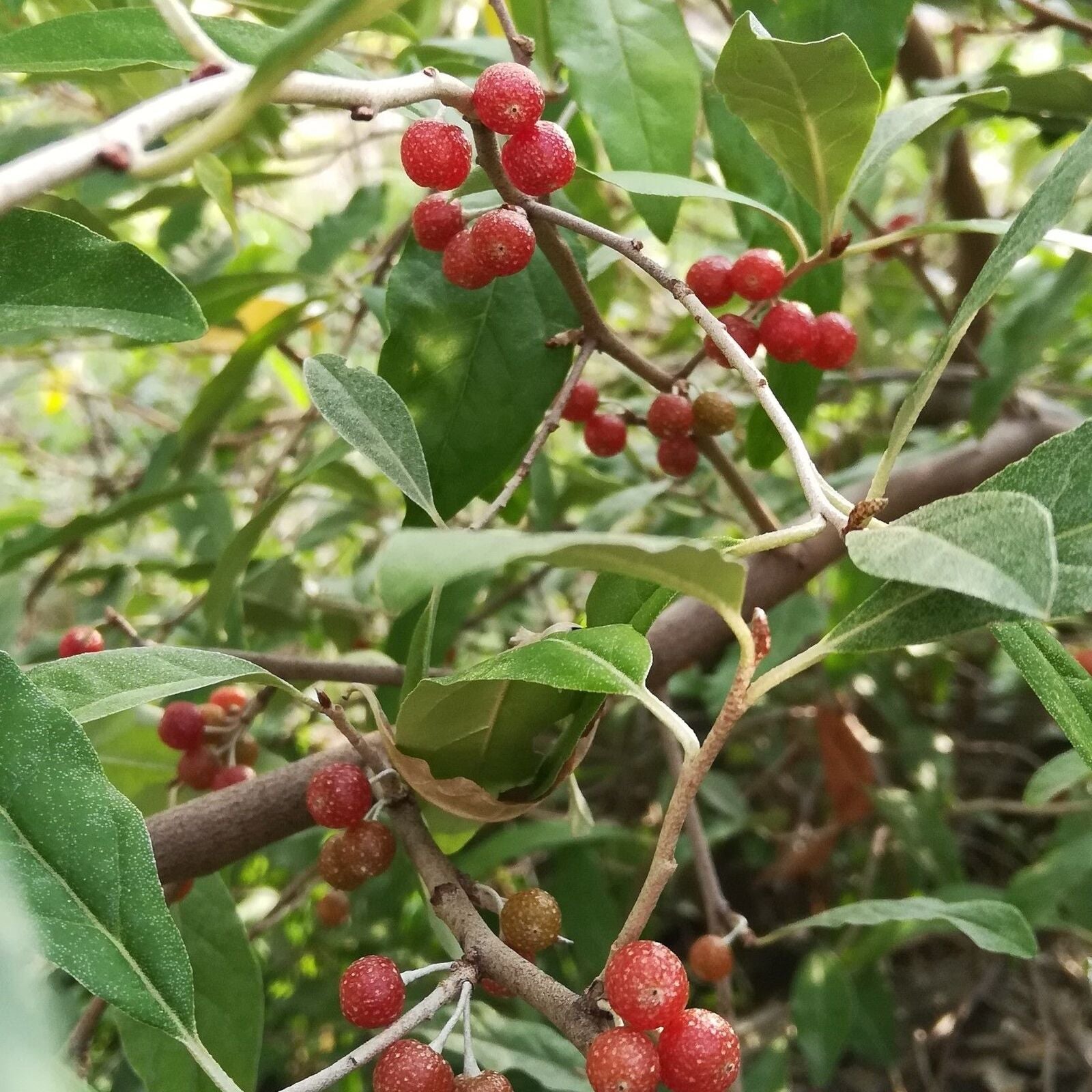 Elaeagnus umbellata - Chalef d'automne BIO
