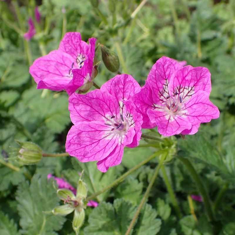Erodium manescavii BIO