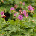 Geranium macrorrhizum BIO