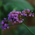 Verbena bonariensis BIO