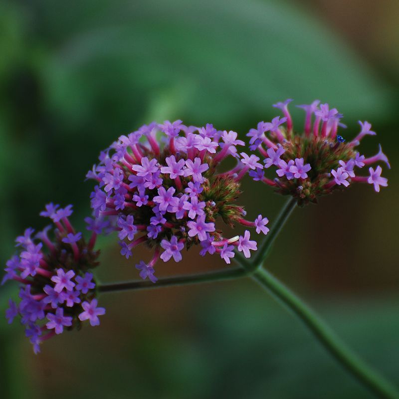Verbena bonariensis BIO