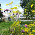 Verbena bonariensis BIO