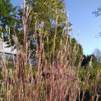 Schizachyrum scoparium 'Prairie Blue' BIO