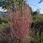 Schizachyrum scoparium 'Prairie Blue' BIO