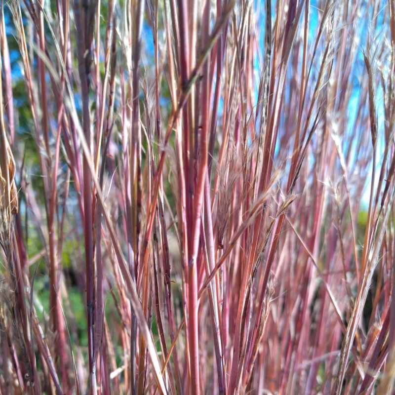 Schizachyrum scoparium 'Prairie Blue' BIO
