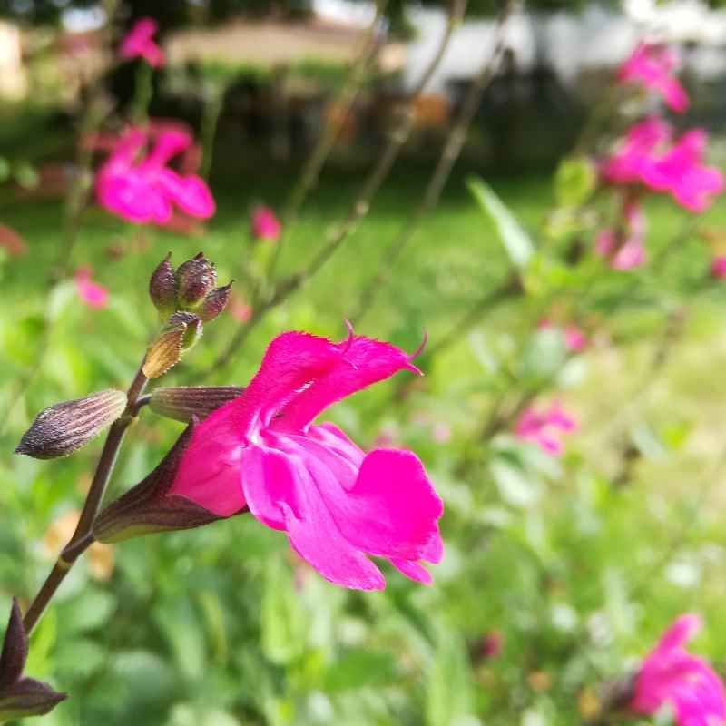 Salvia 'Trewithen' - Motte 1.5l