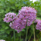 Allium senescens ssp. glaucum BIO