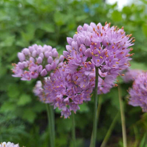 Allium senescens ssp. glaucum BIO