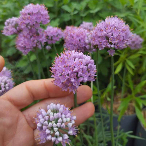 Allium senescens ssp. glaucum BIO