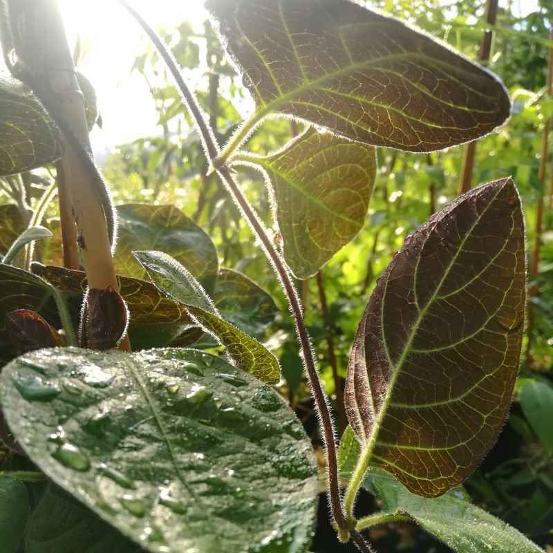 Paederia scandens - Plante fromage BIO