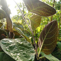 Paederia scandens - Plante fromage BIO