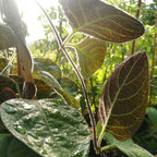 Paederia scandens - Plante fromage BIO