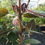 Paederia scandens - Plante fromage BIO