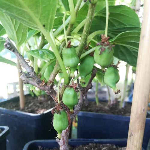 Kiwaï auto-fertile 'Issaï' Actinidia arguta
