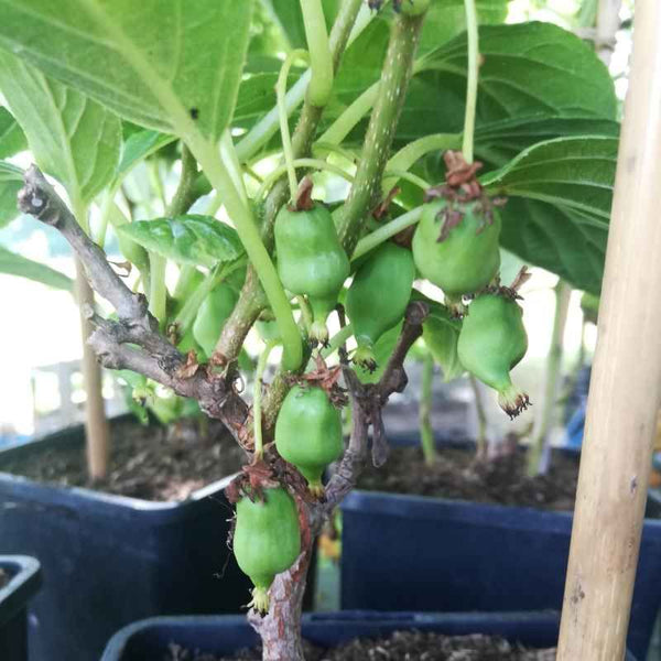 Kiwaï auto-fertile 'Issaï' Actinidia arguta