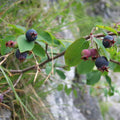 Amélanchier ovalis