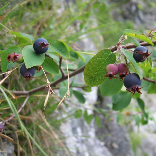 Amélanchier ovalis