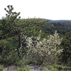 Amélanchier ovalis