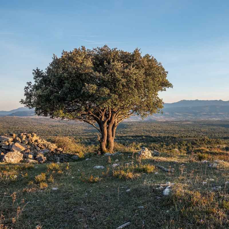 Quercus ilex / Chêne vert BIO