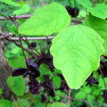 Akebia trifoliata BIO
