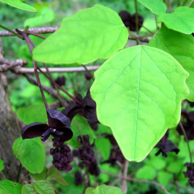Akebia trifoliata BIO
