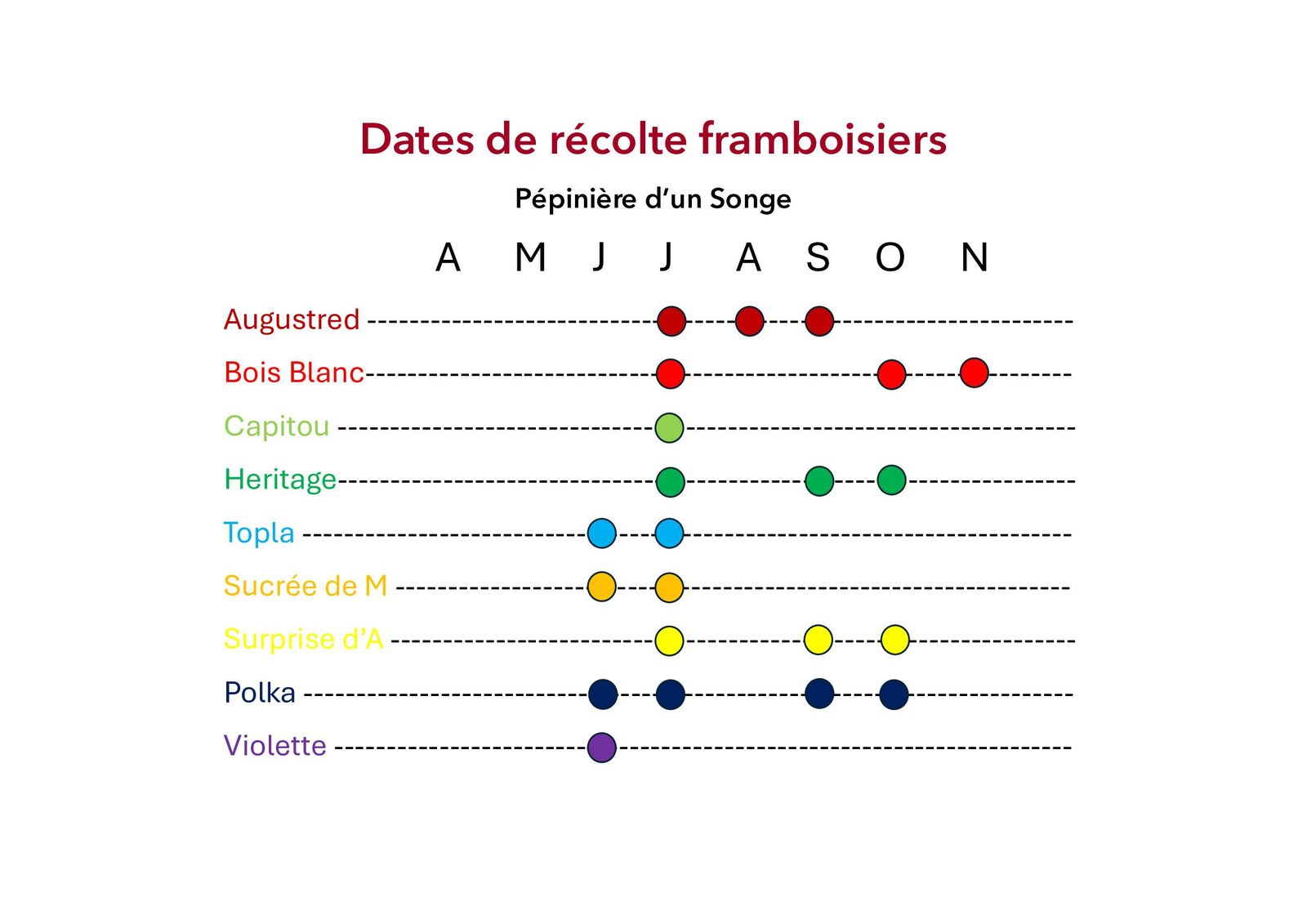 Framboisier remontant 'Bois Blanc' BIO