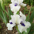 Iris nain 'Bluebeard's Ghost' BIO