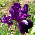 Iris nain 'Wish Upon A Star' BIO